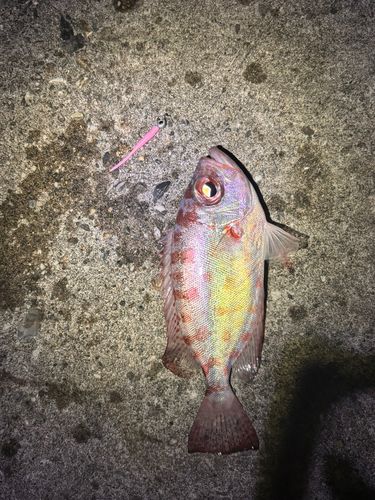 ゴマヒレキントキの釣果