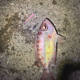 ゴマヒレキントキ