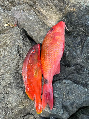 オジサンの釣果