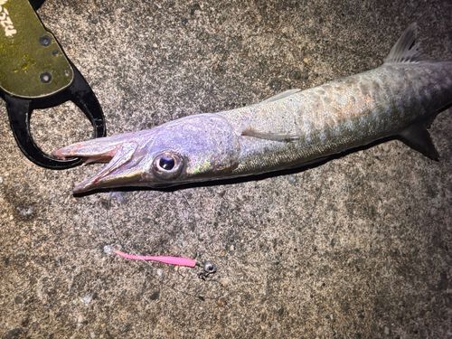 オニカマスの釣果