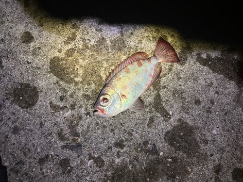 ゴマヒレキントキの釣果