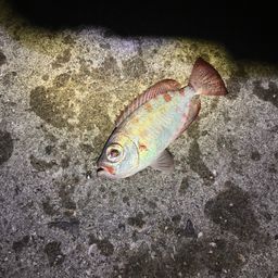 ゴマヒレキントキ