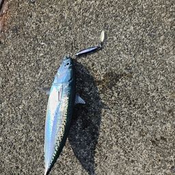 ソウダガツオ