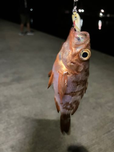 メバルの釣果