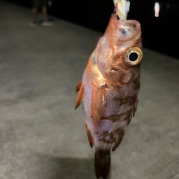 メバル