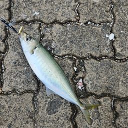 アジ