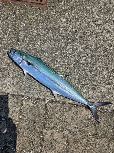 サゴシの釣果
