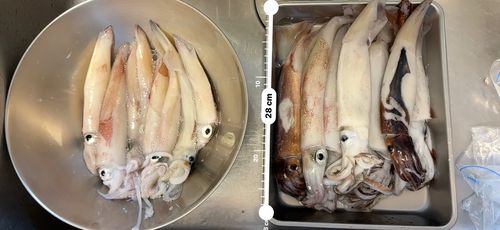 アカイカの釣果