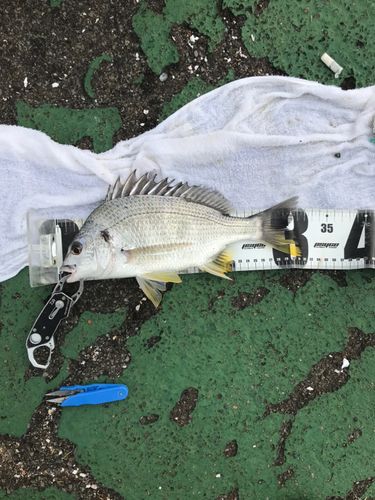 キビレの釣果