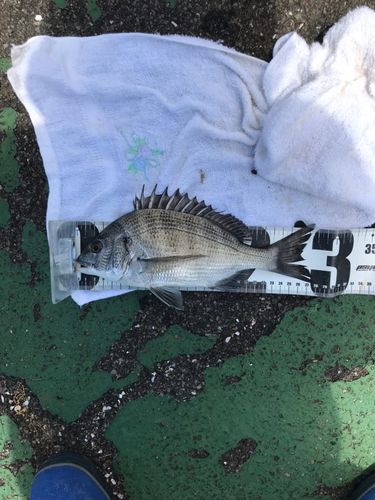 キビレの釣果