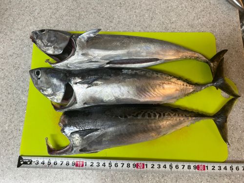 ソウダガツオの釣果