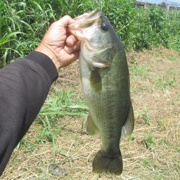 ラージマウスバス