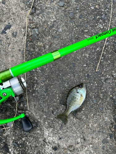 ブルーギルの釣果