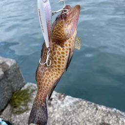 オオモンハタ