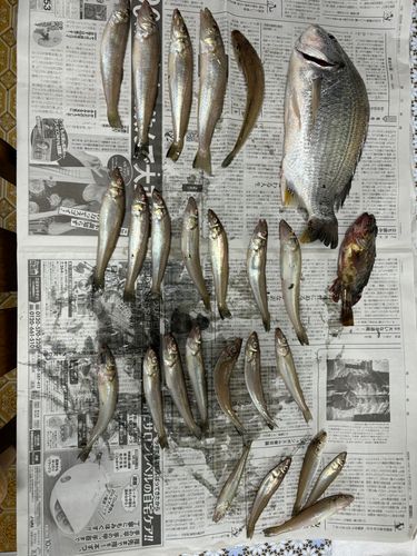 キビレの釣果