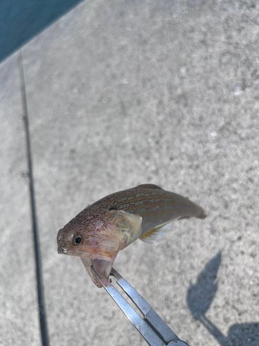 オオモンハタの釣果