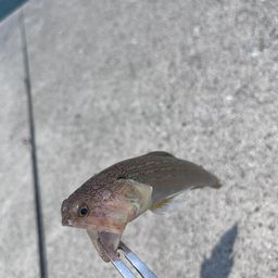 オオモンハタ