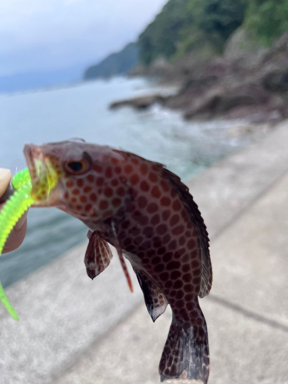 オオモンハタ