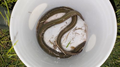 ウナギの釣果