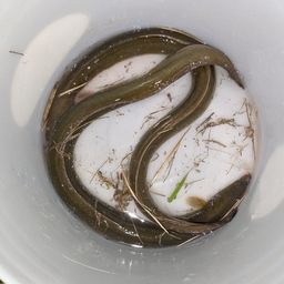 ウナギ