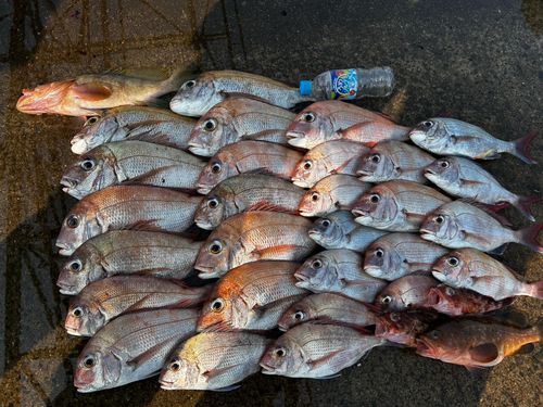 マダイの釣果