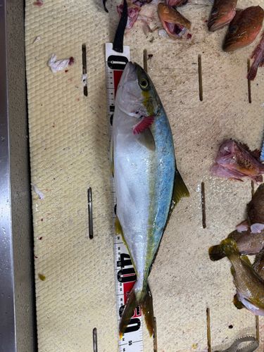 ヒラマサの釣果