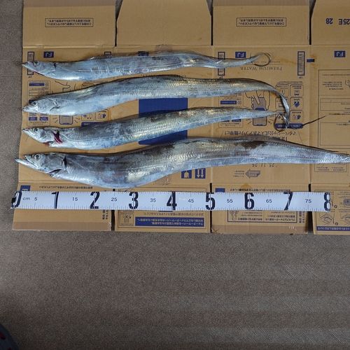 タチウオの釣果