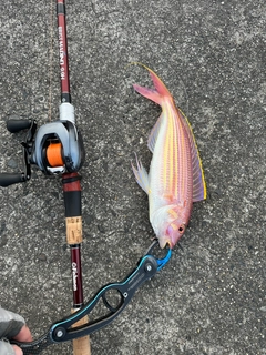 イトヨリダイの釣果