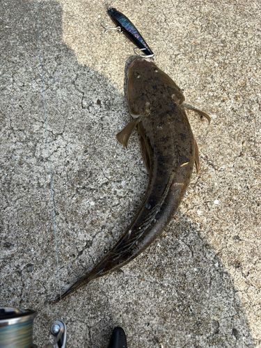マゴチの釣果