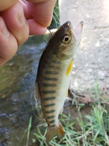ヤマメの釣果
