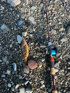 キジハタの釣果