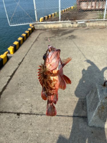 アラカブの釣果