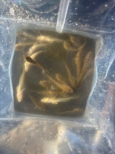 マハゼの釣果