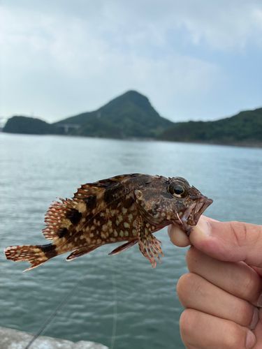 アラカブの釣果
