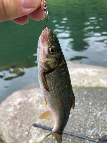 ウグイの釣果