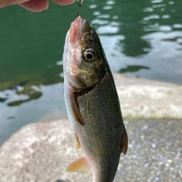 ウグイ