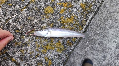 キスの釣果