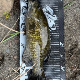 スモールマウスバス