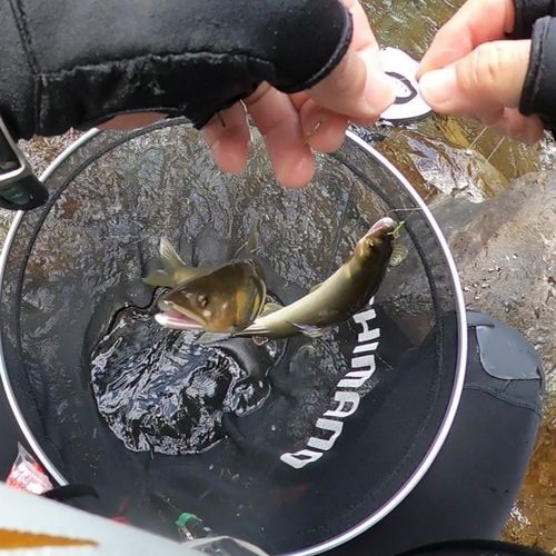アユの釣果
