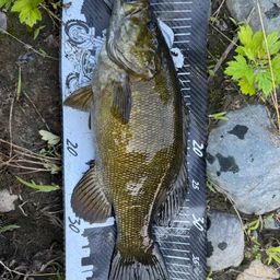 スモールマウスバス