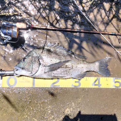 クロダイの釣果