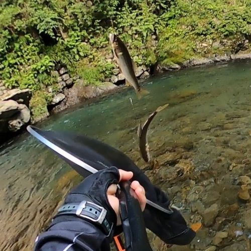 アユの釣果