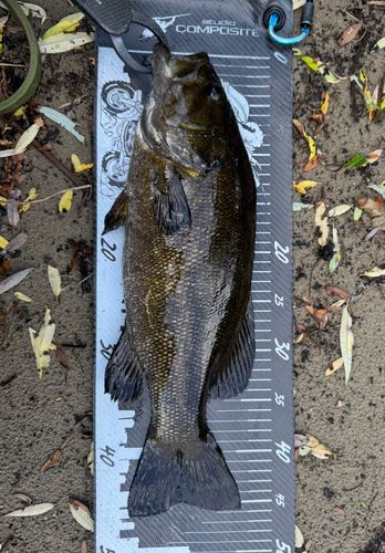 スモールマウスバスの釣果