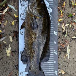 スモールマウスバス