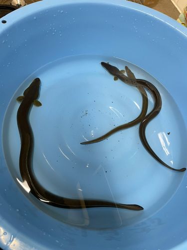 ウナギの釣果