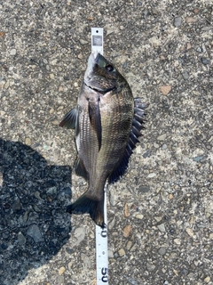 クロダイの釣果