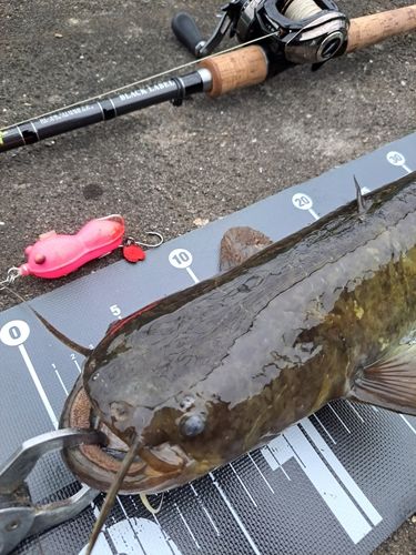 ナマズの釣果