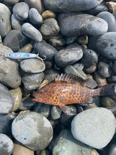 オオモンハタの釣果