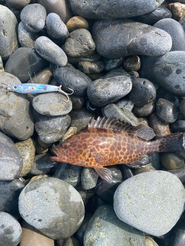 オオモンハタの釣果