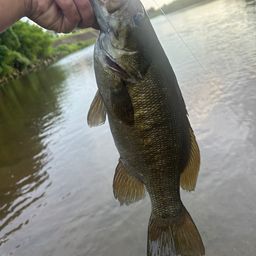 スモールマウスバス